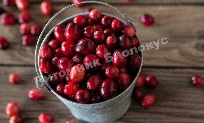 Клюква Франклин