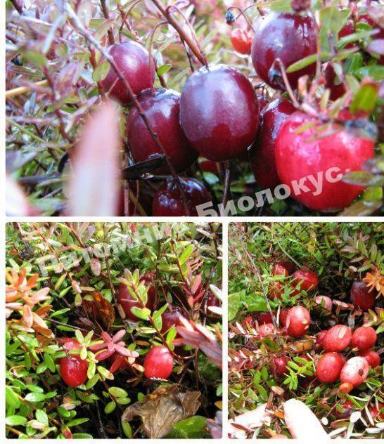 Клюква Краса Севера