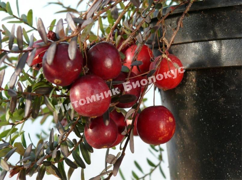 Клюква Кроули