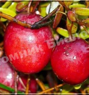 Клюква Мак Фарлин