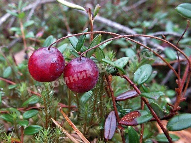Клюква мелкоплодная