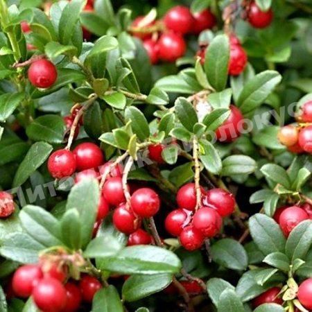 Клюква Пилигрим