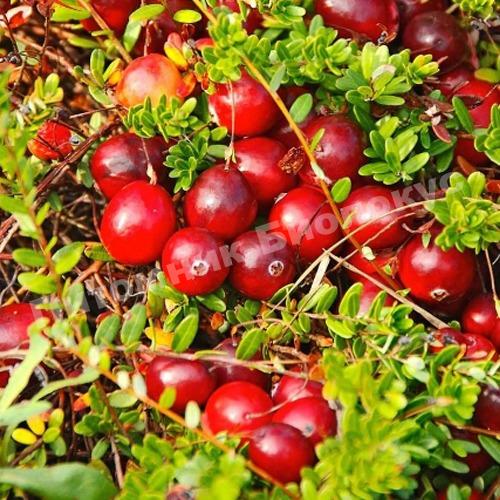 Клюква Стивенс