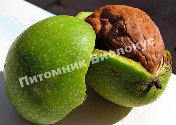 Грецкий орех Кочерженко