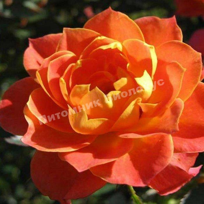 Роза бордюрная Колибри