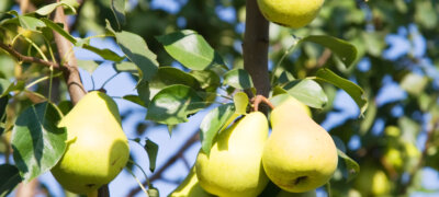 Скидка на плодовые деревья