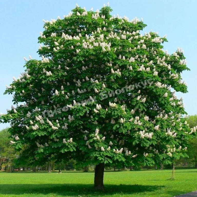 Каштан конский обыкновенный