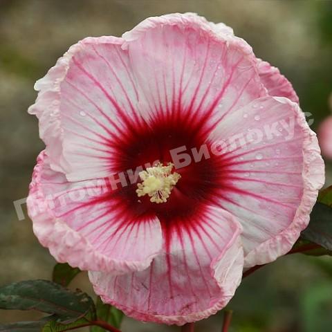 Гибискус Коппер Кинг