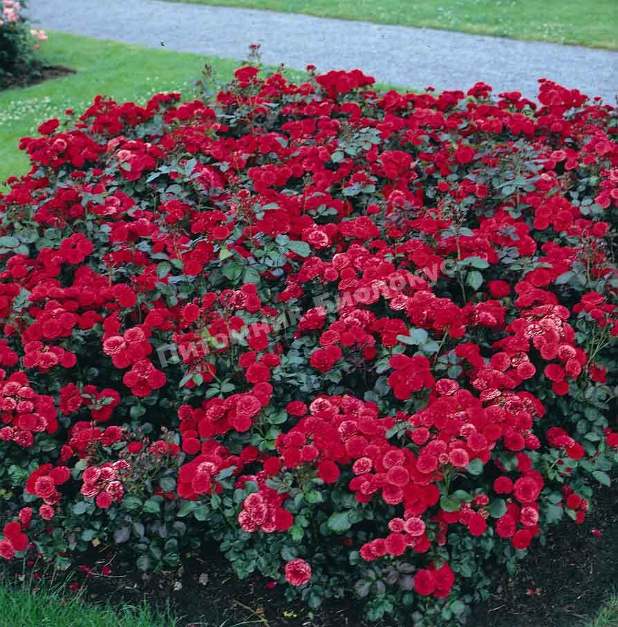 Роза бордюрная Кордула