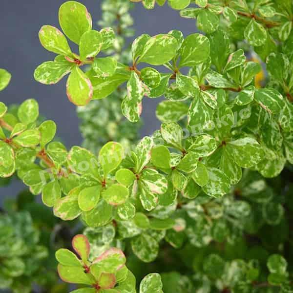 Барбарис Тунберга Корник