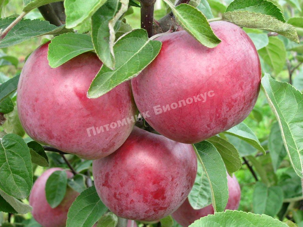 Яблоня Дедушкино