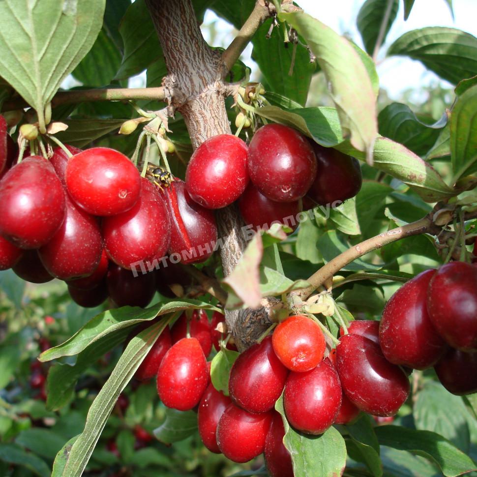 Кизил Кресовиак