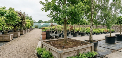 5 лет 6 лет  7 лет  8 лет 9 лет  10 лет 11 лет  12 лет
Деревья крупномеры с доставкой по Москве и Подмосковью
Деревья еще в давние времена имели особое значение в обустройстве жилища человека. И в современное время, люди стараются облагородить свои садовые участки с помощью крупномерных растений. Деревья помогут не только украсить местность, но и придать расслабляющую атмосферу во время отдыха. Для того чтобы настроить необходимый контраст, нужно ответственно подойти к выбору саженца. В первую очередь, выбор зависит от окружающих условий и технологий посадки дерева.
Особенности крупномерных деревьев
Саженцы - крупномеры  это взрослые здоровые деревья, которые уже адаптировались к погодным условиям нашей страны. Чаще всего их используют для быстрого воссоздания сада, рощи или парка. Деревья подбираются в специальных питомниках и при помощи особых технологий перевозят и пересаживают в отведенное место.
Посадка и пересадка крупномерных деревьев
Применение технологии посадки крупномеров обеспечивает благоприятные условия для роста дерева. Для того чтобы избежать отрицательных моментов во время перевоза, необходимо учитывать погодные условия, размер дерева, место в дизайне участка.

Пересаживать крупномерные деревья лучше зимой, так как в это время корневая система отдыхает и деревьям не требуется большое количество влаги и полезных веществ, которые корни  добывают из почвы. Растению будет проще адаптироваться к новым условиям обитания. Во время пересадки важно сохранить ком земли, который находится вокруг корневой системы. Так вы сохраните привычные условия для дерева. В другое время года это сделать будет труднее, так как почва будет рассыпаться.  Оголенные корни будут подвержены негативному влиянию повышенных температур и с большой вероятностью будут повреждены.

Вся зона корневой системы имеет главное значение для здоровья саженца. Во время пересадки необходимо это учитывать и подготавливать яму по размерам крупномера.

Виды крупномерных саженцев

 	Хвойные: сосна, пихта, ель, кипарис
 	Лиственные: береза, липа, тополь, дуб и многие другие
 	Плодовые: яблоня, вишня, груша, слива

Где приобрести крупномеры?

Взрослые деревья вы можете приобрести в нашем питомнике саженцев. Мы предлагаем для Вас качественные условия перевоза  с доставкой в Москву и Подмосковье. В нашем питомнике Вам помогут с выбором и расскажут правила ухода за крупномерными деревьями.