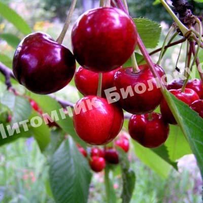 Черешня Народная Сюбаровой