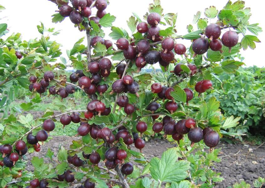 Крыжовник Американский горный