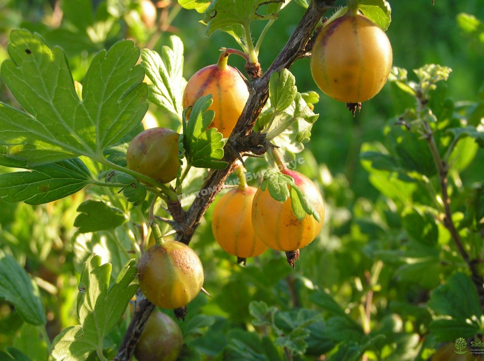 Крыжовник Английский желтый