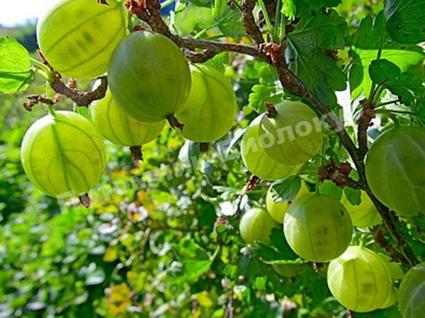 Крыжовник Белорусский сахарный