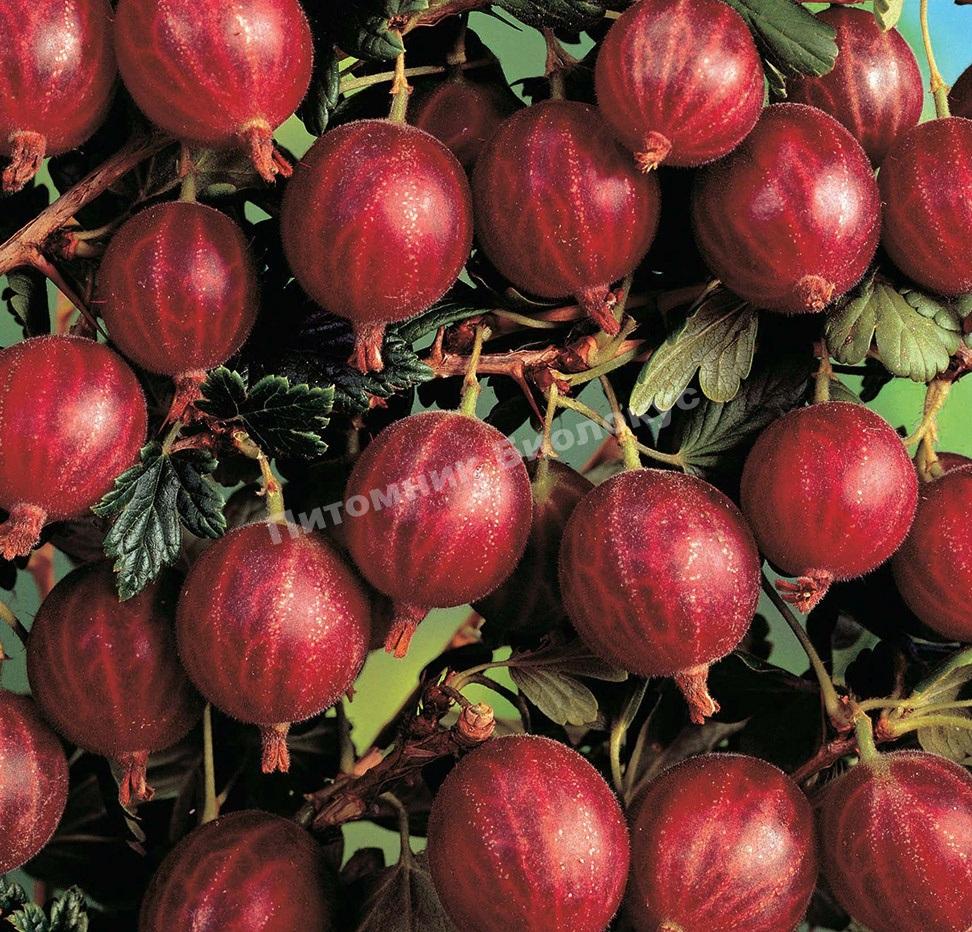 Крыжовник Десертный