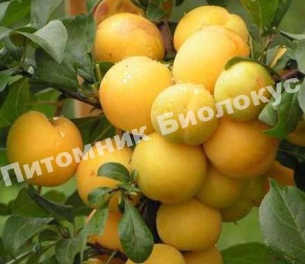 Алыча Лавина