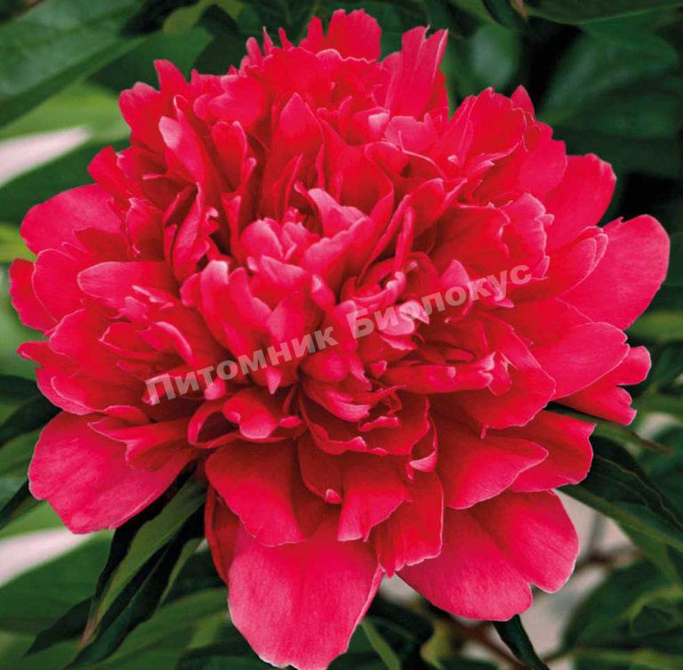 Пион травянистый Генерал Мак Магон