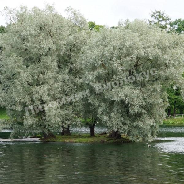 Ива белая серебристая