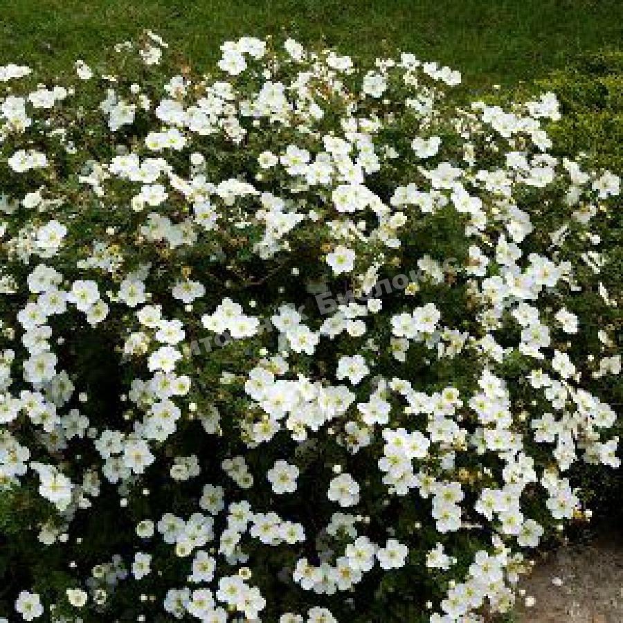 Лапчатка кустарниковая Аббоствуд