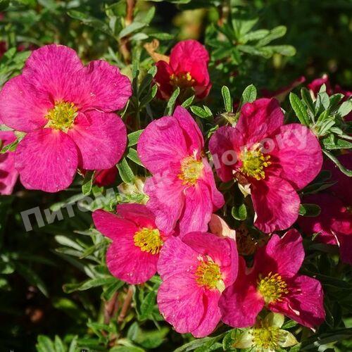 Лапчатка кустарниковая Дэнни Бой