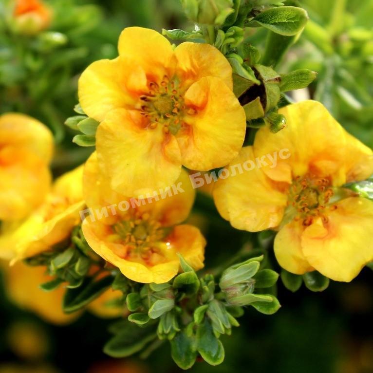 Лапчатка кустарниковая Манго Танго