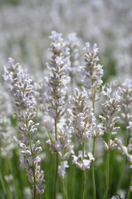 Лаванда Элеганс Айс (Ellagance Ice)