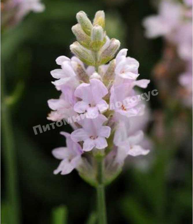 Лаванда Элеганс Пинк (Ellagance Pink)