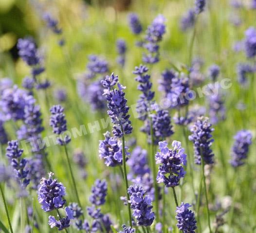 Лаванда Элеганс Пурпл (Перпл, Ellagance Purple)