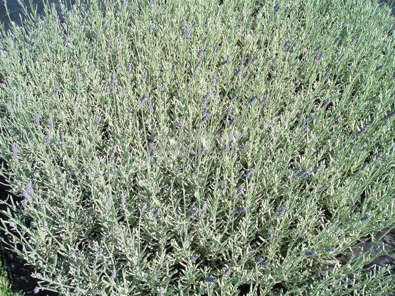 Лаванда Сильвер Мист (Silver Mist)