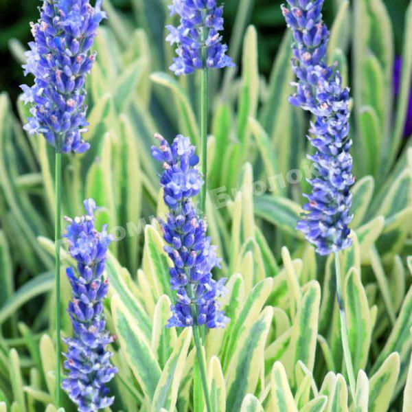 Лаванда Платинум Блонд (Platinum Blonde)