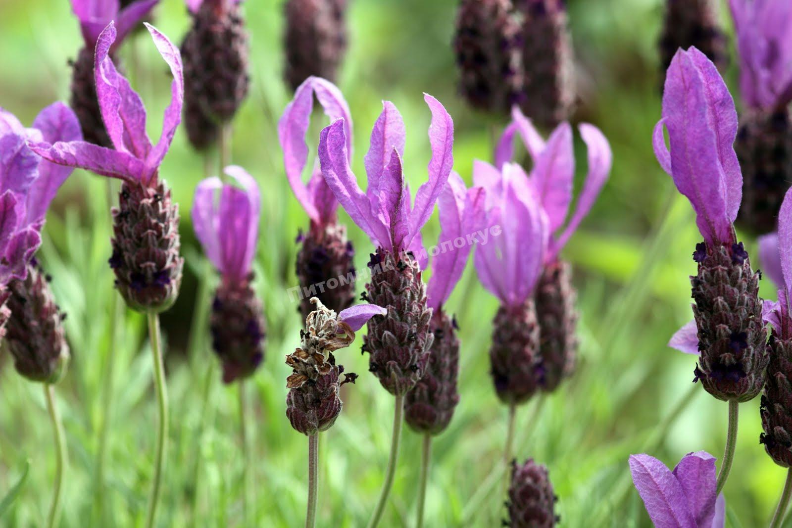 Лаванда Виктори