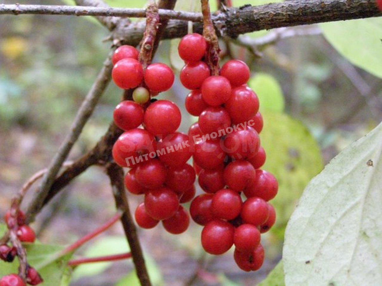 Лимонник «Дебют»