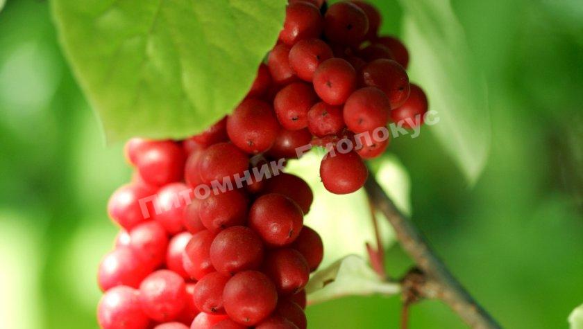 Лимонник Миф