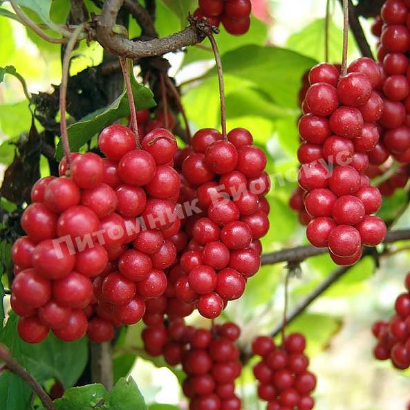 Лимонник Садовый-1