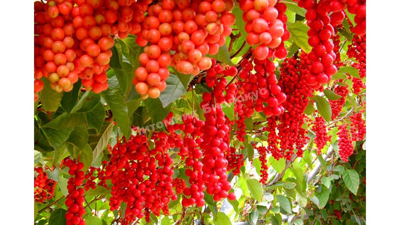 Лимонник Первенец