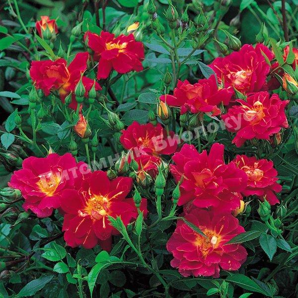 Роза бордюрная Литтл Флирт