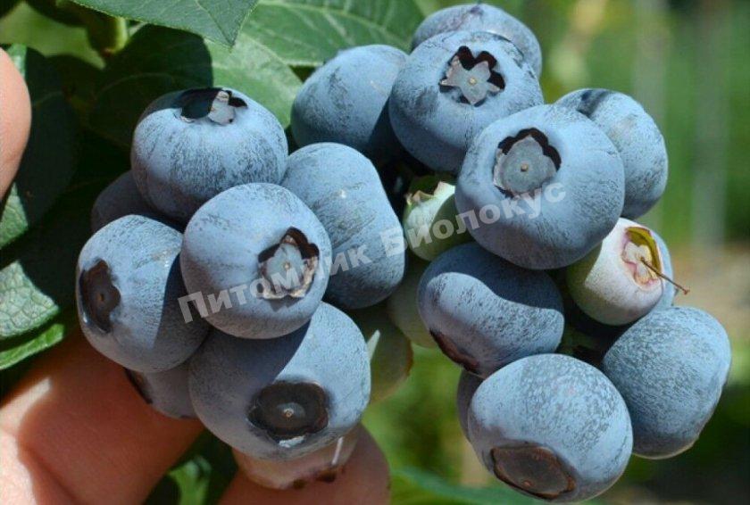 Голубика XXL