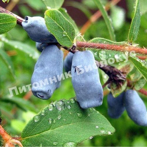 Жимолость Московская 23