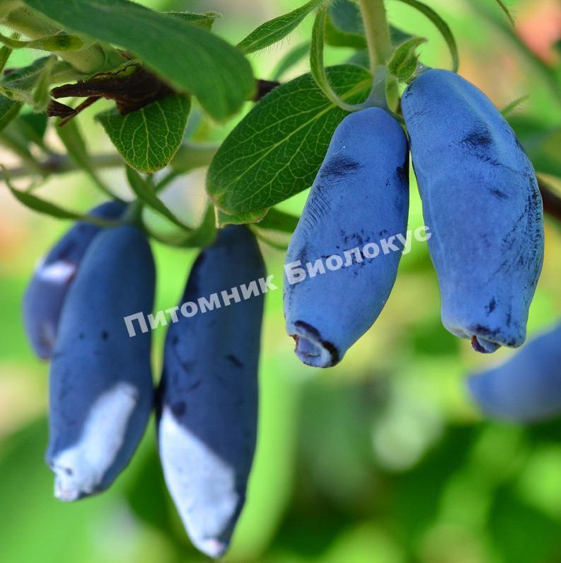 Жимолость Колокольчик