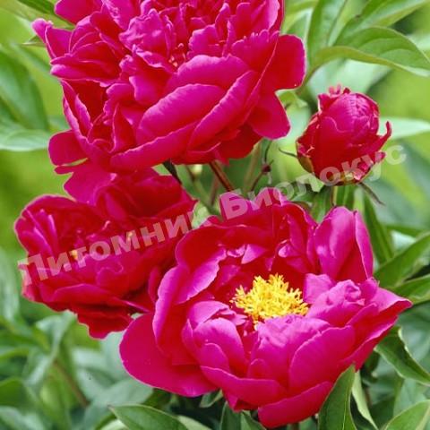 Пион травянистый Луи ван Хутте