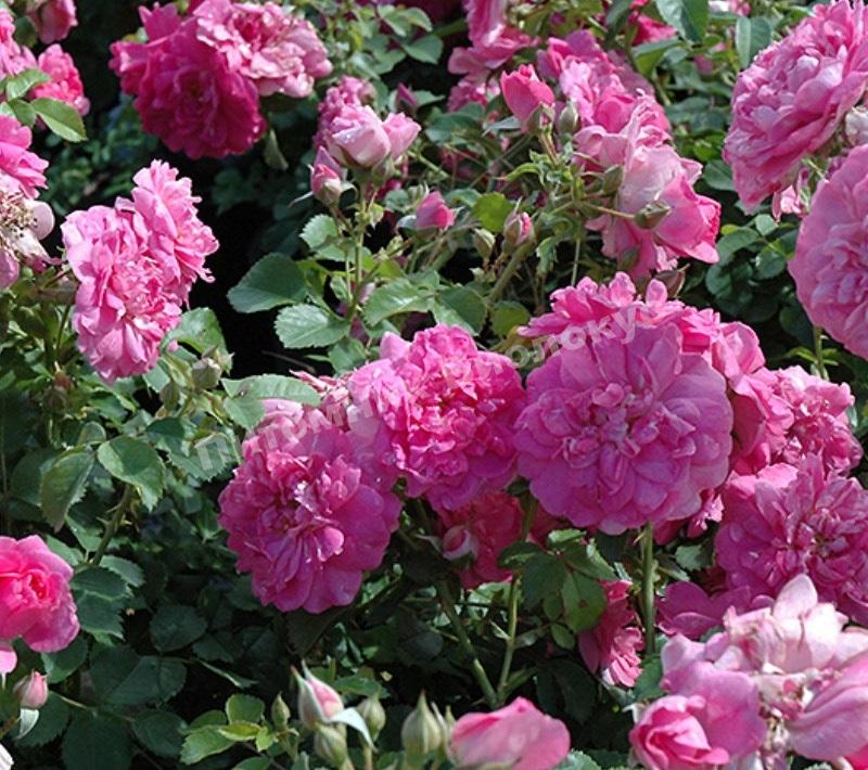 Роза бордюрная Луис Джолиет