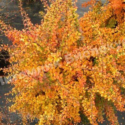 Барбарис тунберга Голден Наггет