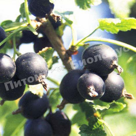 Йошта Кея Роял