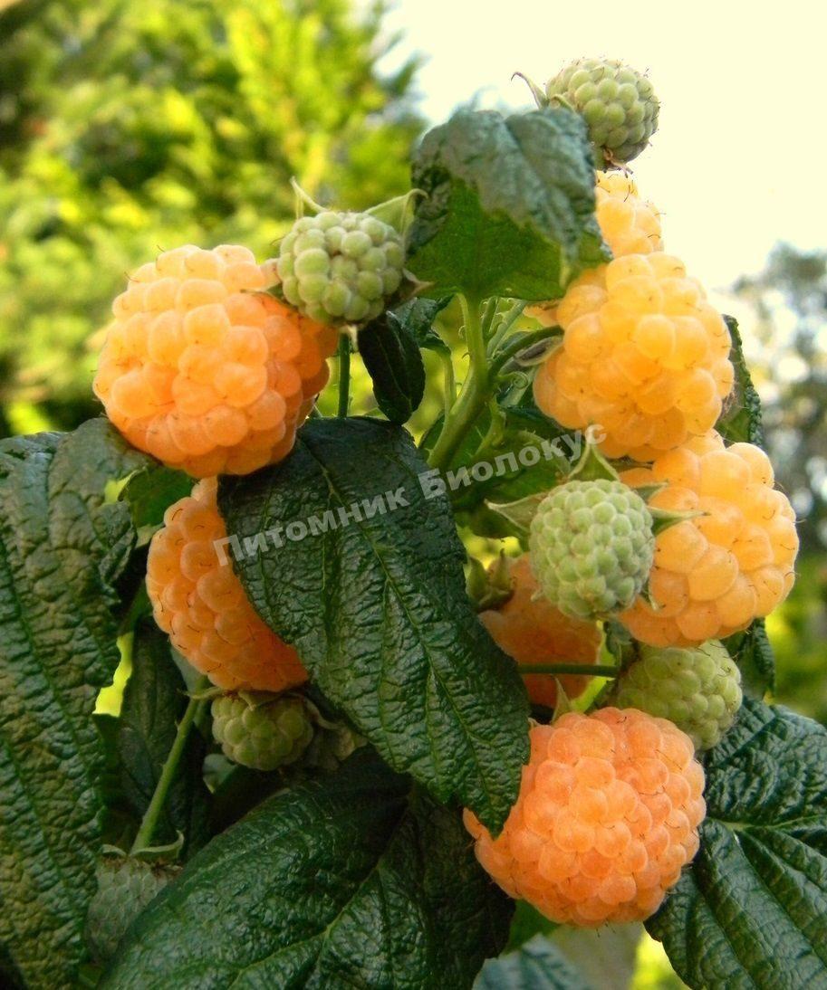 Малина Абрикосовая