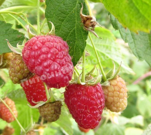 Малина Арбат