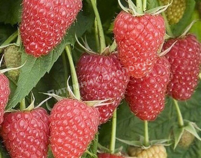 Малина Атлант