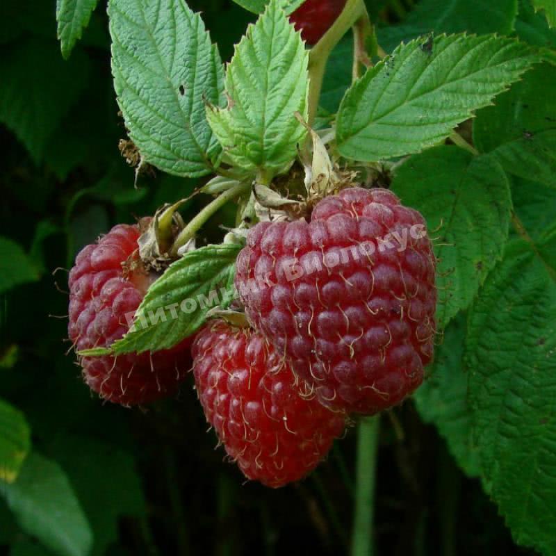 Малина Бабье лето 2